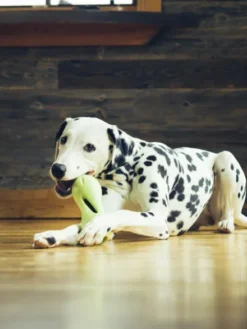 Jouet interactif puzzle pour chien - Qwizl Zogoflex - Vert - Eco-friendly