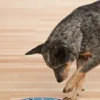 Jouet interactif / puzzle pour chien - Twister - Niveau 3
