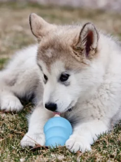 Jouet KONG Puppy â mâcher pour chiot - Taille M - Bleu