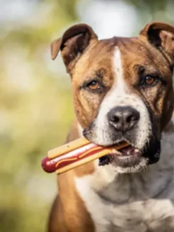 Jouet à mâcher - Hot Dog - SodaPup