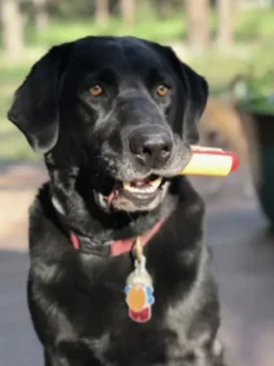 Jouet à mâcher - Hot Dog - SodaPup