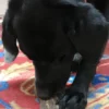 Jouet à mâcher ou à lécher pour chien - Cacahuète - SodaPup