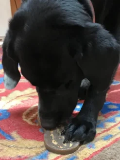 Jouet à mâcher ou à lécher pour chien - Cacahuète - SodaPup
