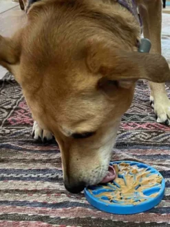 Jouet à mâcher ou à lécher pour chien - eCoin Air - SodaPup