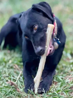 Jouet à mâcher pour chien - Nylon Chew Stick - SodaPup