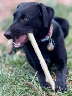 Jouet à mâcher pour chien - Nylon Chew Stick - SodaPup