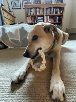 Jouet à mâcher pour chien - Teething Ring infusé au Poulet 🐔 - SodaPup