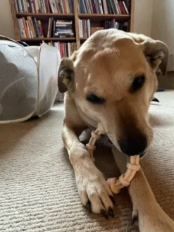 Jouet à mâcher pour chien - Teething Ring infusé au Poulet 🐔 - SodaPup