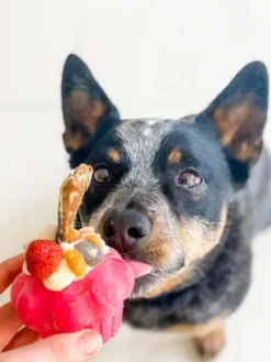 Jouet occupation pour chien - Cupcake - SodaPup