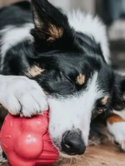 Jouet occupation pour chien - Cupcake - SodaPup