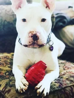 Jouet occupation pour chien - Grenade - SodaPup
