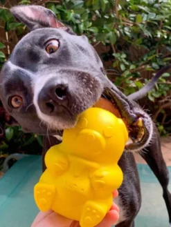 Jouet occupation pour chien - Honey Bear - SodaPup