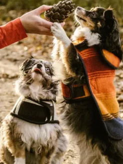 Jouet occupation pour chien - Pomme de Pin - Loblola