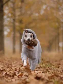 Jouet occupation pour chien - Pomme de Pin - Loblola