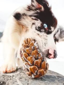 Jouet occupation pour chien - Pomme de Pin - Loblola