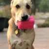 Jouet occupation pour chien - Retro Van - SodaPup
