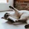 Jouet pour chat en laine - Poisson ficelle gris 🐟 - Hunter stylecats