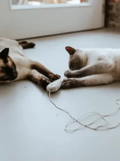 Jouet pour chat en laine - Poisson ficelle gris 🐟 - Hunter stylecats