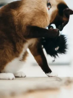 Jouet pour chat - Herbe à chat biologique - Frisky Furball - Pet PLAY