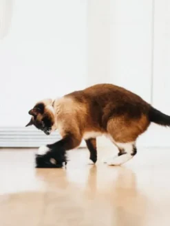 Jouet pour chat - Herbe à chat biologique - Frisky Furball - Pet PLAY