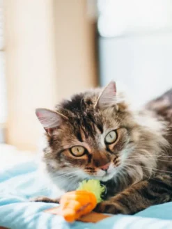 Jouet pour chat - Herbe à chat biologique - Farm - Pet PLAY