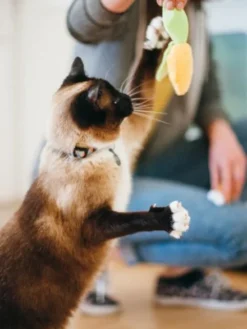 Jouet pour chat - Herbe à chat biologique - BBQ - Pet PLAY