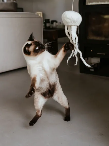 Jouet pour chat - Méduse en laine 🪼 - Hunter stylecats