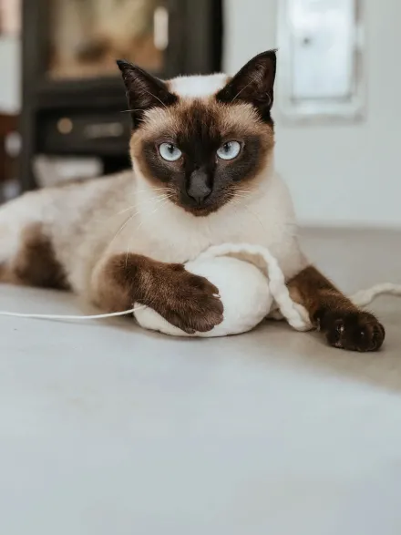 Jouet pour chat - Méduse en laine 🪼 - Hunter stylecats