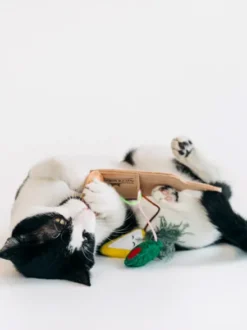 Jouet pour chat - Plateau de charcuterie 🥓 - Pet PLAY