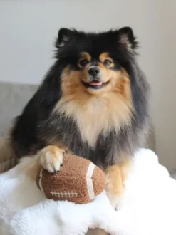 Jouet pour chien - Ballon Foot US 🏈 - Lambwolf Collective