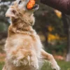 Jouet pour chien - Gnawt a Cone - Bleu polaire