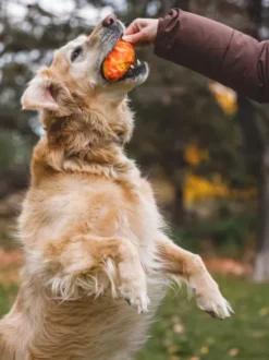 Jouet pour chien - Gnawt a Cone - Bleu polaire