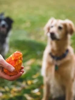 Jouet pour chien - Gnawt a Cone - Bleu polaire
