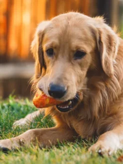Jouet pour chien - Gnawt a Cone - Salamander orange