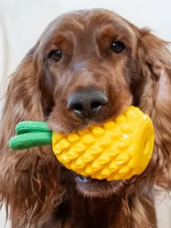 Jouet à remplir pour chien - Ananas 🍍