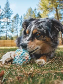 Jouet à remplir pour chien - Morel (2 coloris)