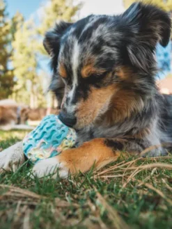Jouet à remplir pour chien - Morel (2 coloris)