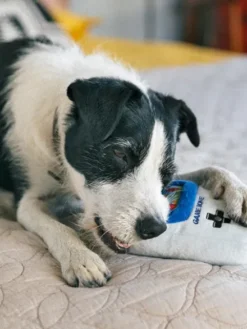 Jouet rétro pour chien - 90's Classic - Game Bone 🎮 - Pet PLAY