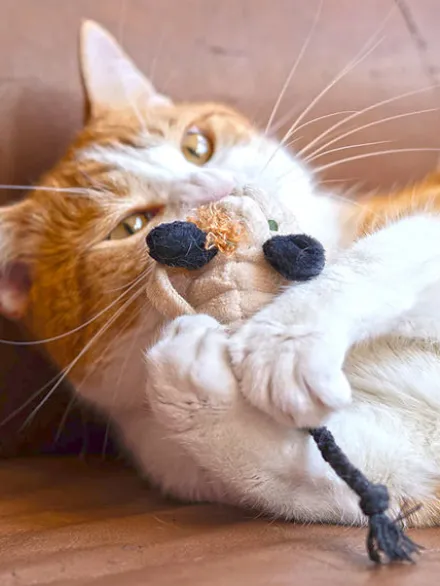 Jouet souris Halloween pour chat - Herbe à chat biologique - Pet PLAY