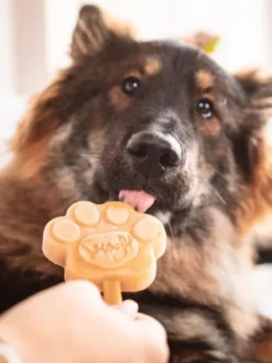 Kit de préparation pour glaces pour chien 🍓 + 🥜 - Grand chien - Smoofl