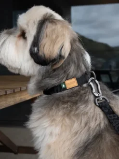 Laisse ajustable multi-position pour chien - Town Cordura - Noir