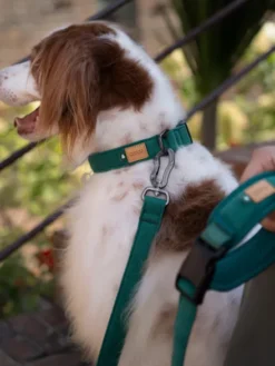 Laisse ajustable multi-position pour chien - Town - Rouge