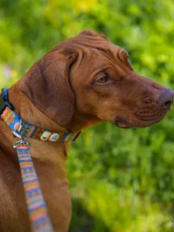Laisse originale pour chien motif Nightless Night - Woolly Wolf