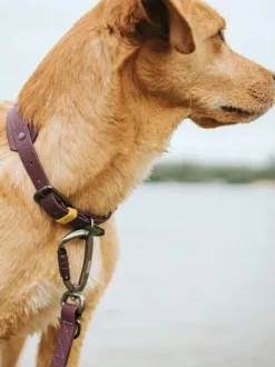 Laisse pour chien 3 positions en Biothane - Havana mûre - Hunter