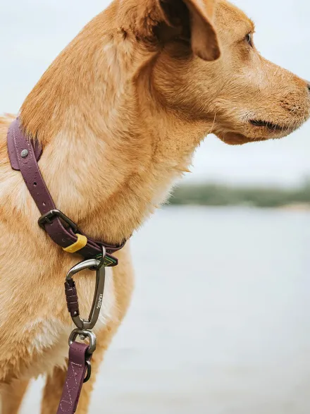 Laisse pour chien 3 positions en Biothane - Havana mûre - Hunter