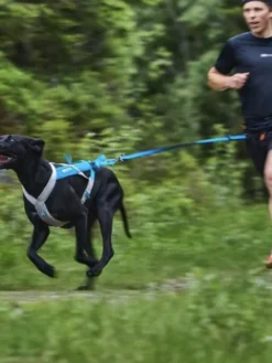 Laisse pour chien sportif - Bungee Leash Limited edition
