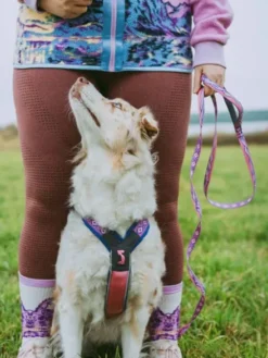 Laisse pour chien - Trail quest leash Rachel Pohl edition - Purple/Pink