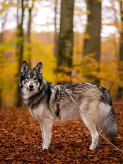 Laisse pour chien - Trail quest leash Rachel Pohl edition - Teal/Oak