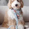 Laisse waterproof Cloud pour chien - Bleu pastel - Shop Sunny Tails