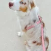 Laisse waterproof Cloud pour chien - Rose parfait - Shop Sunny Tails